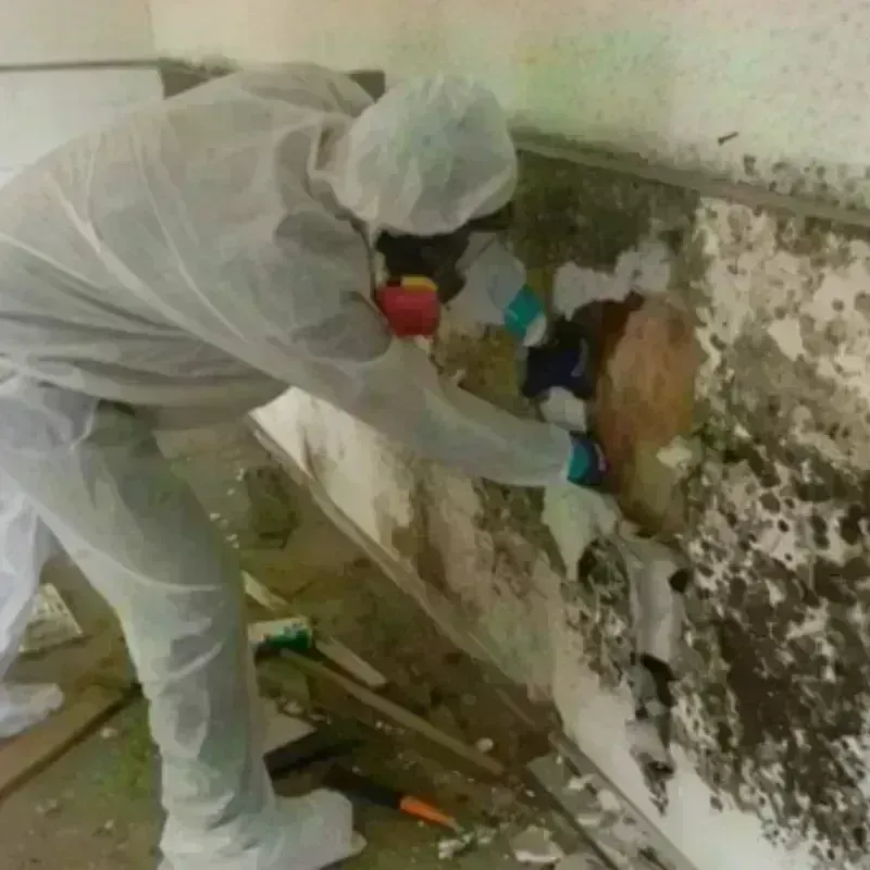 Mold Remediation and Removal in Anderson County, KY